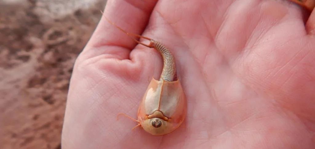 运势 当爆发地震或大水之后，很多地方都出现了十分罕见的“史前生物”