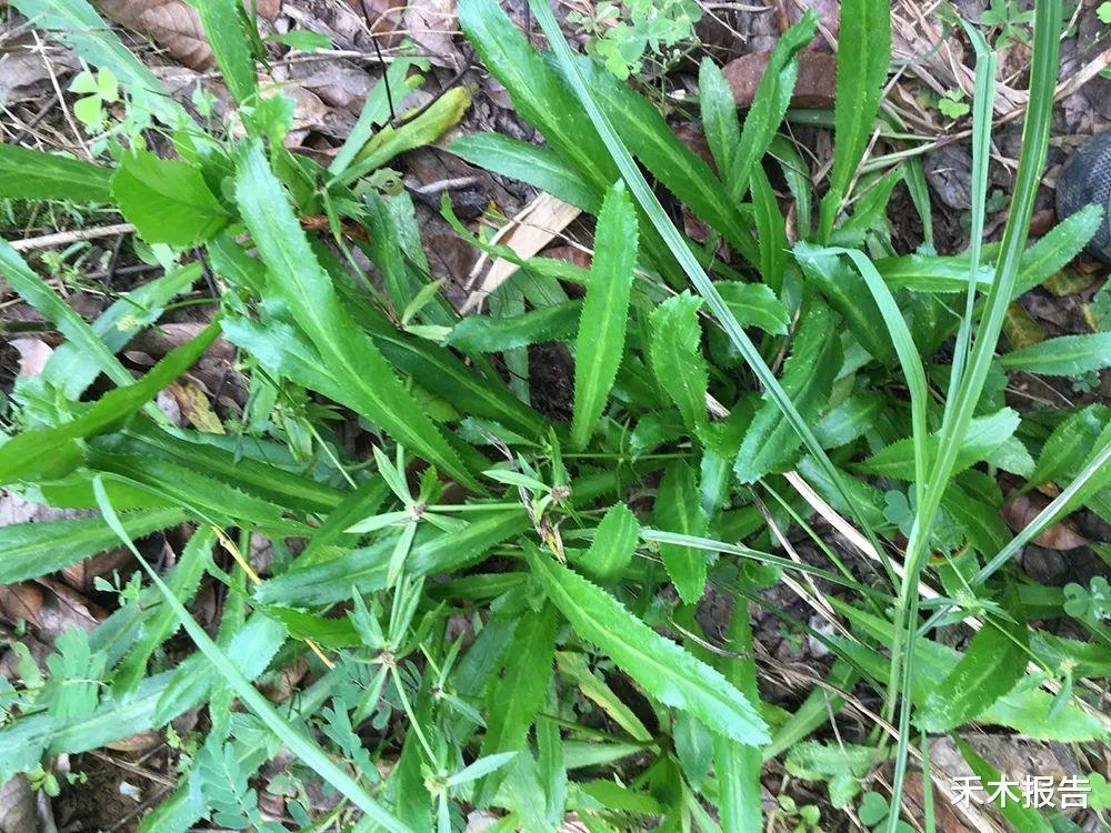 香菜|全身长满刺,气味如香菜,如果你家乡也有请重视,理气止痛价值高