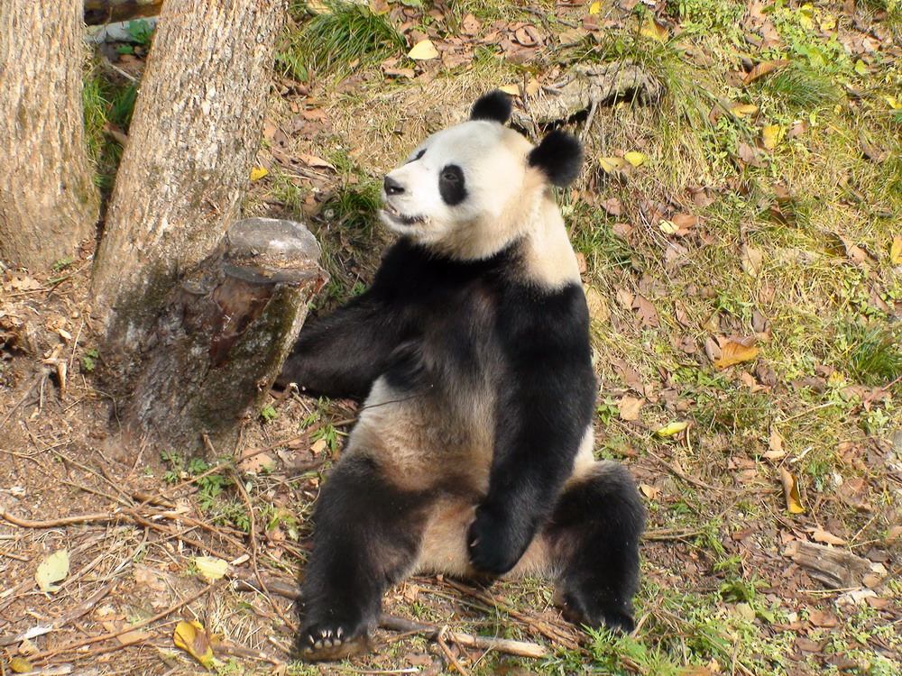 陕西佛坪发现一大熊猫，周围没有竹子吃，就坐着生啃牛骨头