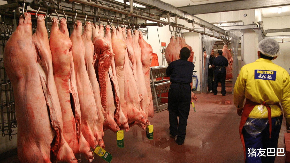 3月12日，豬價跌不停，肉價進入“1字頭”，年底白菜豬肉價有戲？-圖5