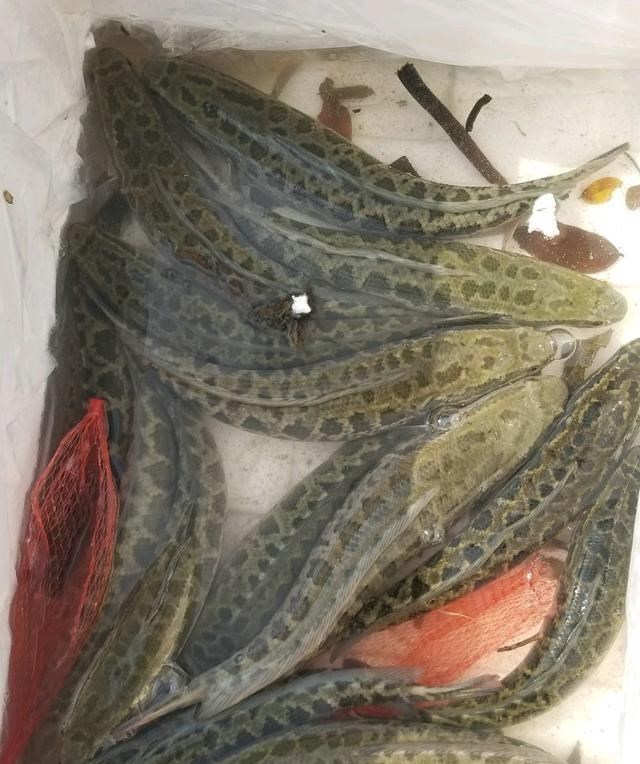 邕江|邕江边出现大量黑鱼,附近钓鱼人下水捞,一会就捞了十几条