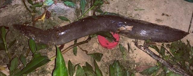 |野钓意外收获“大泥鳅”，背上长倒刺，以前无人问津如今60元一斤