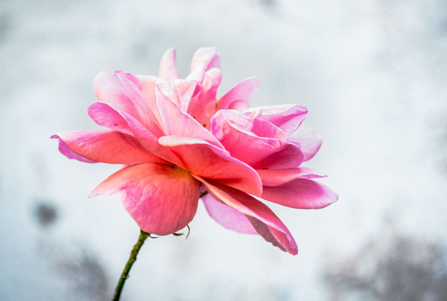 生肖夜读|8月，桃花运了不得，喜鹊翱翔，3大生肖爱在心间，旧情人回心转意