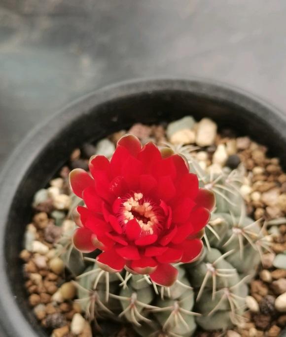 向阳园艺|超好养的绯花玉，每年夏天都能开花，2个月浇一次水，懒人植物