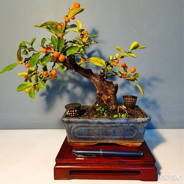 居家艺术 它是观果盆景中的极品,易造型好养活且寓意好