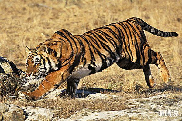 晴晴说|属虎人，对各方面都抱着全力以赴的心态，切忌贪得无厌！