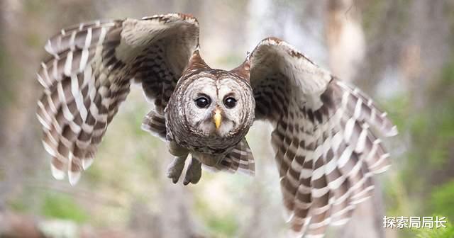 沉浮 当“空中老虎”遇到“鸟中狮子”，谁能活到最后？