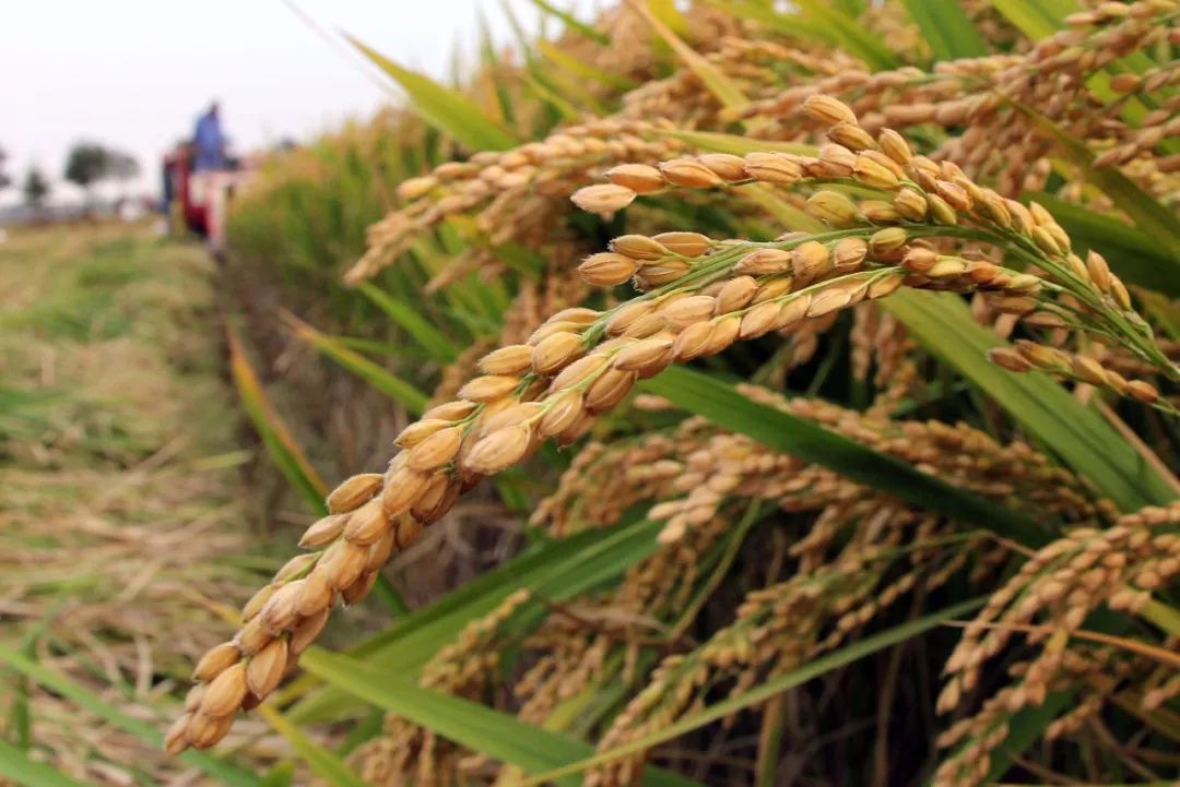 颠覆性的科技突破,中国实现“人造粮食”,实现量产会怎么样?
