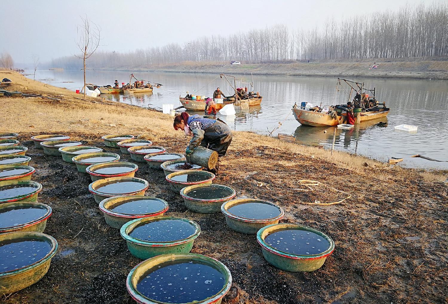 |多地掀起打捞“红色虫子”的浪潮，一晚获利千元，为何“不能打”