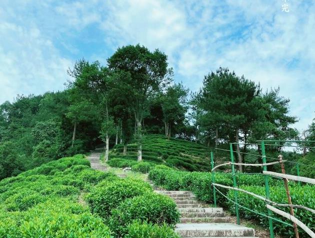 奶球妈咪聊|杭州最佳赏秋指南：建议徒步一条绚丽色彩古道，满眼绿色惹人醉！