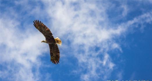 天蝎座|“出人头地，必有征兆”：在职场，有五种表现，是出人头地的征兆