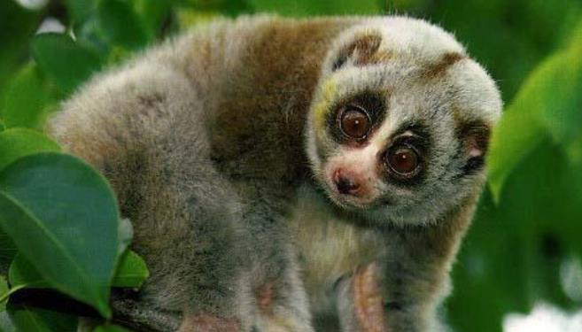 太空 自然界五种懒惰的动物，有的甚至会因为懒惰影响繁衍生息