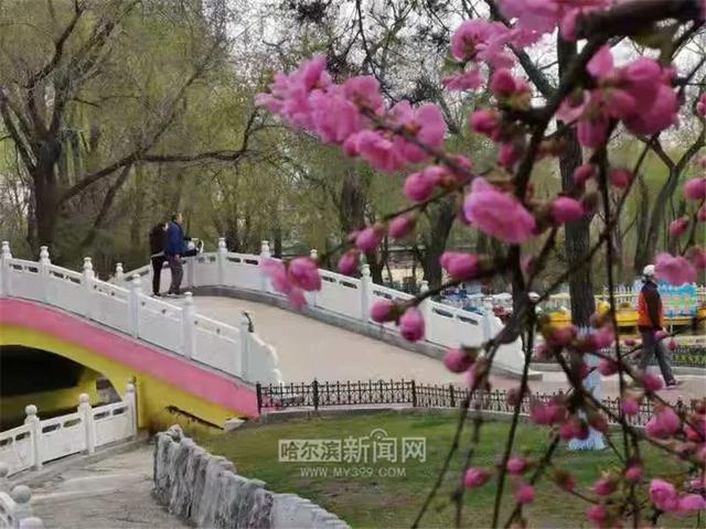 哈尔滨新闻网 好多美图｜景美人少不堵车，香坊10个免费大公园五一来逛逛