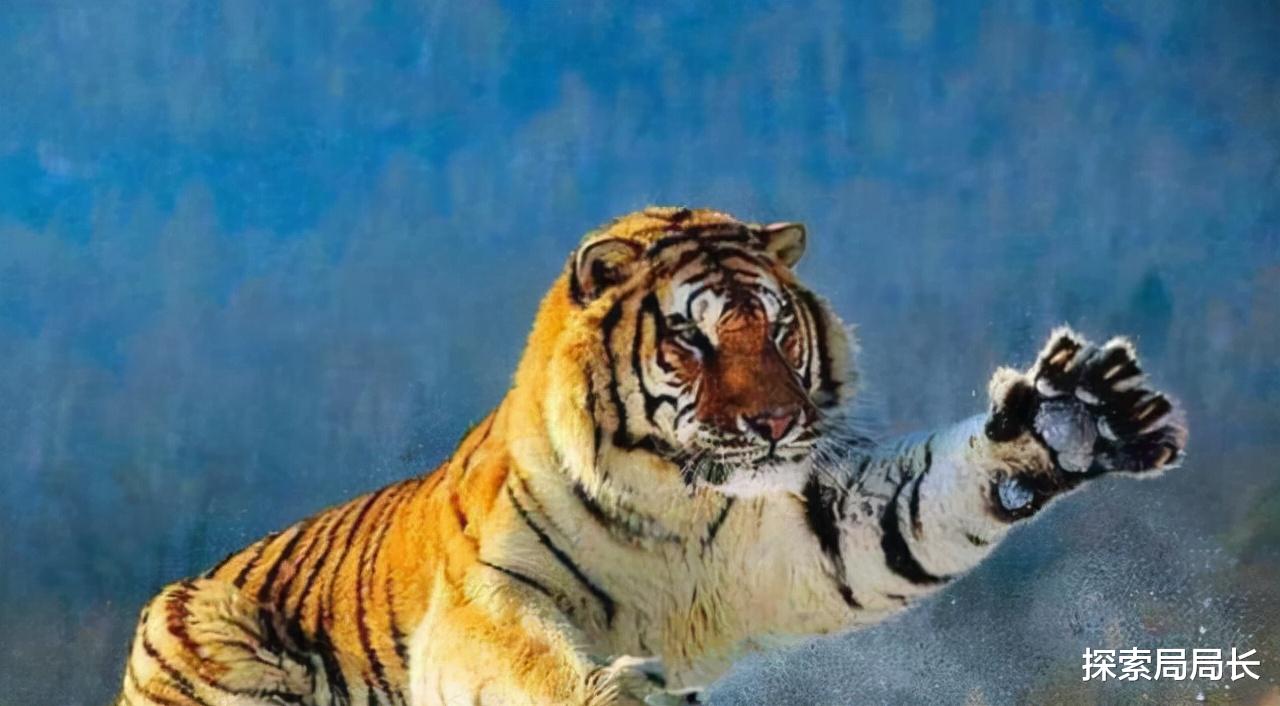 老虎 巴巴里狮vs东北虎，谁才是真正的猫科之王？结果竟然也是三七开