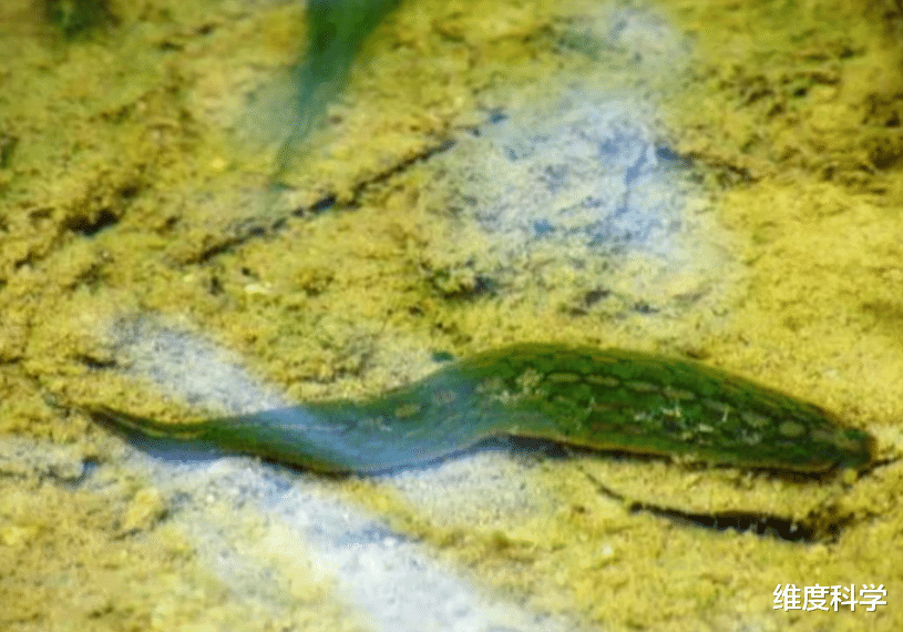 免疫细胞 不小心误食水蛭会怎么样?它会在我们体内存活吗?