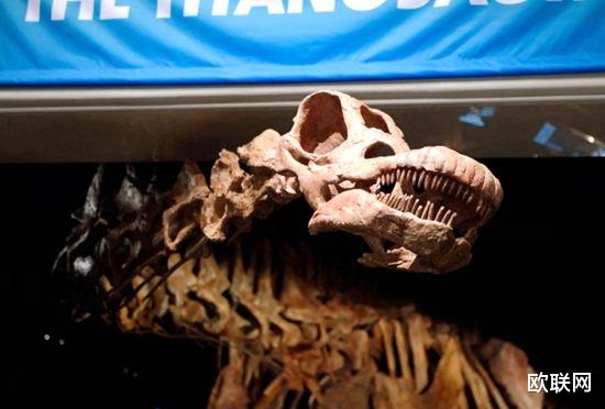 欧联网 存活于1.4亿年前 最古老泰坦巨龙化石出土