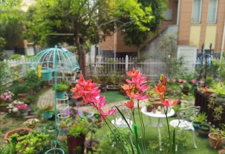 多肉植物|荒废了10年的80㎡小院，经过一番DIY花园改造，成了我最爱待的地方