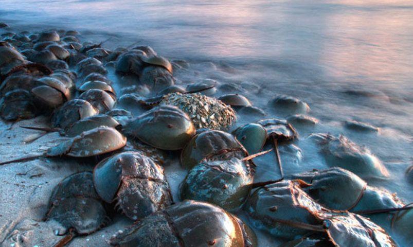 1升10万！体内流着蓝色黄金的古老生物，在疯狂抽血下濒临灭绝