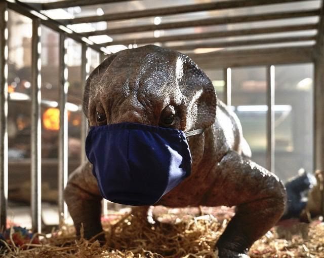 航天员 真正存在的水龙兽：酷似现代野猪，或许也是人类起源！