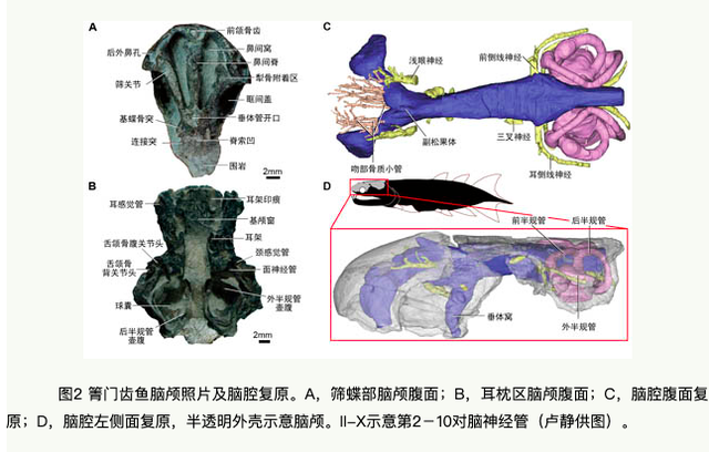 科学家证实:人类是从鱼类进化来的,进化过程大概是这样