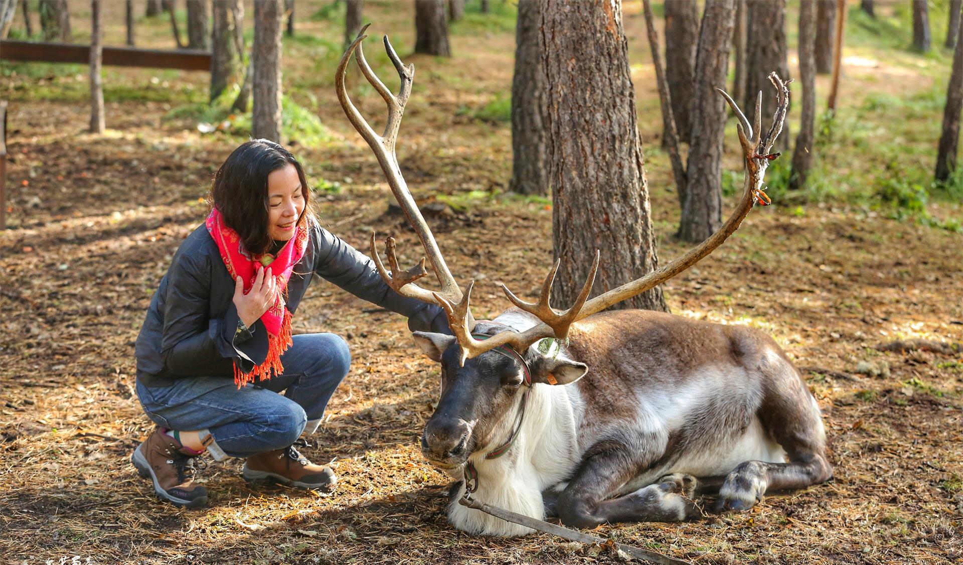 文艺蜀黎看世界 全球有9个国家20多个民族饲养驯鹿,我国有1个民族,他们现在如何