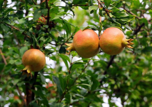 石榴|中老年人秋天多吃这种水果好，粒大籽软纯甜多汁，软化血管没商量
