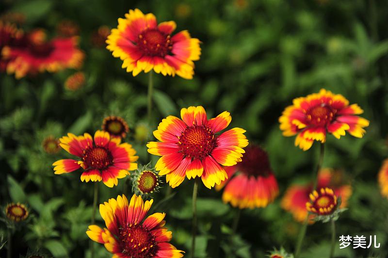 梦美儿|别背叛婚姻，殃及儿女