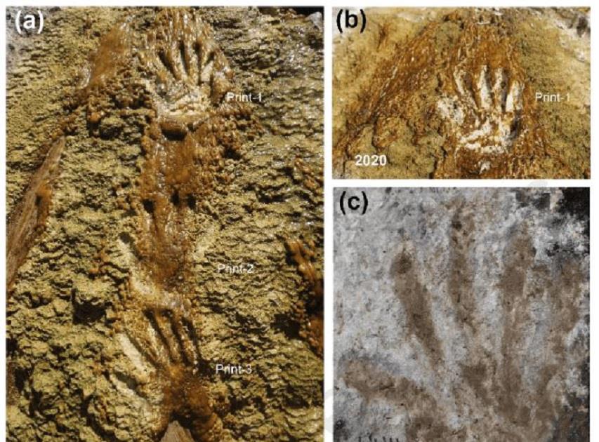 恐龙 青藏高原发现22.6万年前手印,坚硬石板上清晰可见,谁留下的?