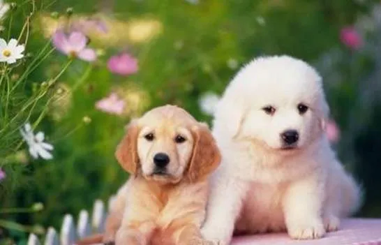 交易 9月2日 周四 七月廿六，注意的属相及调整要点