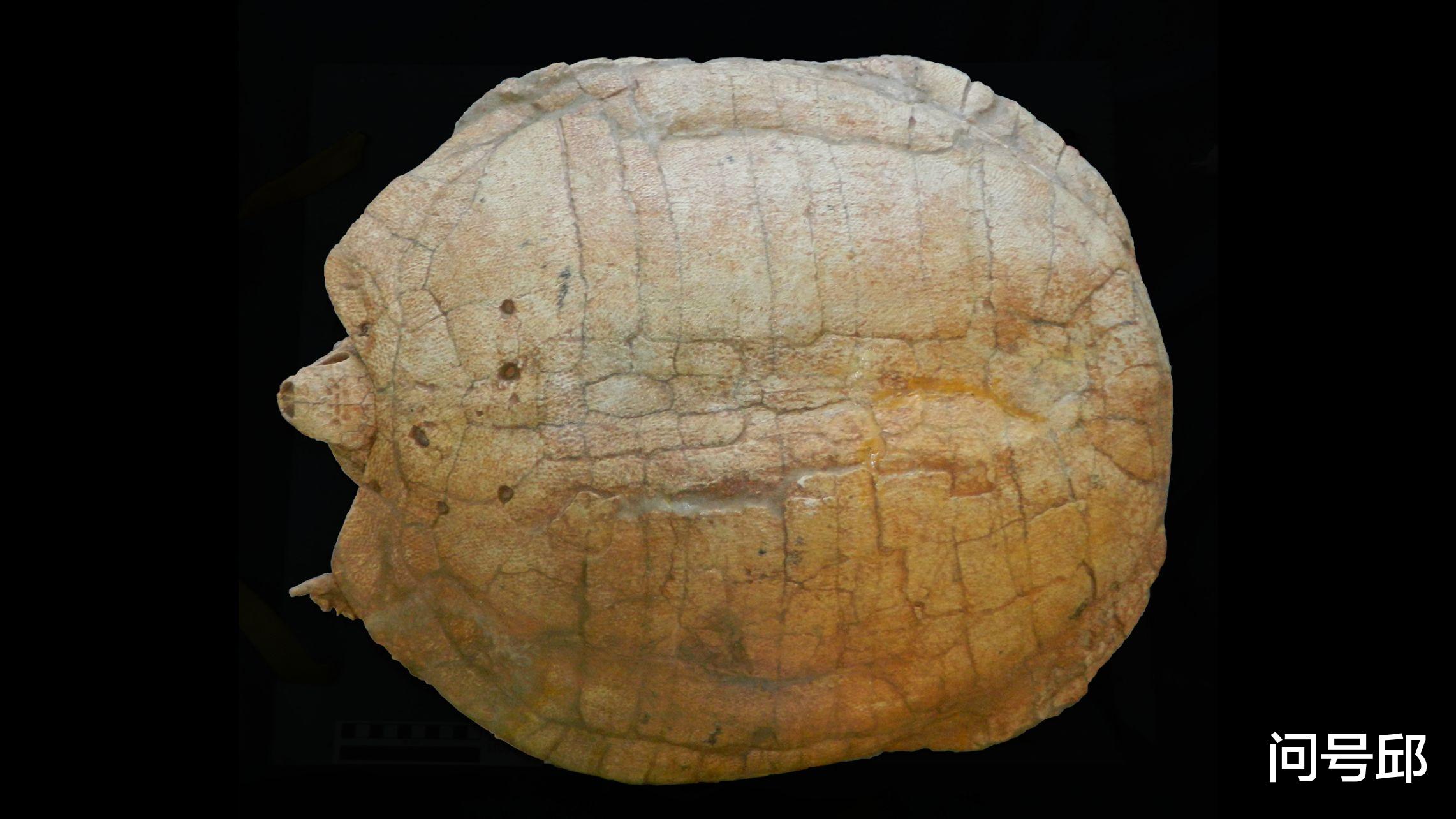 珊瑚 恐龙时代的罕见龟蛋化石：由人类大小的南雄龟产下