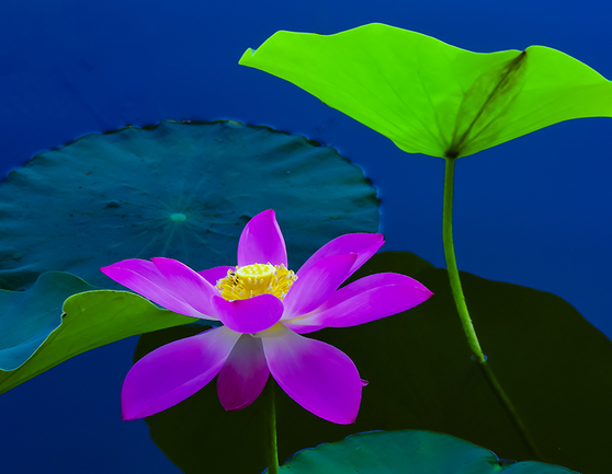 运势|未来一个月，喜鹊报喜，4属相旺财旺运旺不停，日子风生水起