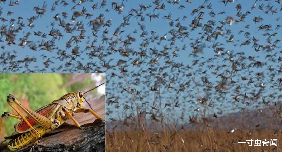 一寸虫奇闻|蝗灾猛于虎?20万只椋鸟驰援新疆灭蝗,当蝗虫群居后几乎所向披靡