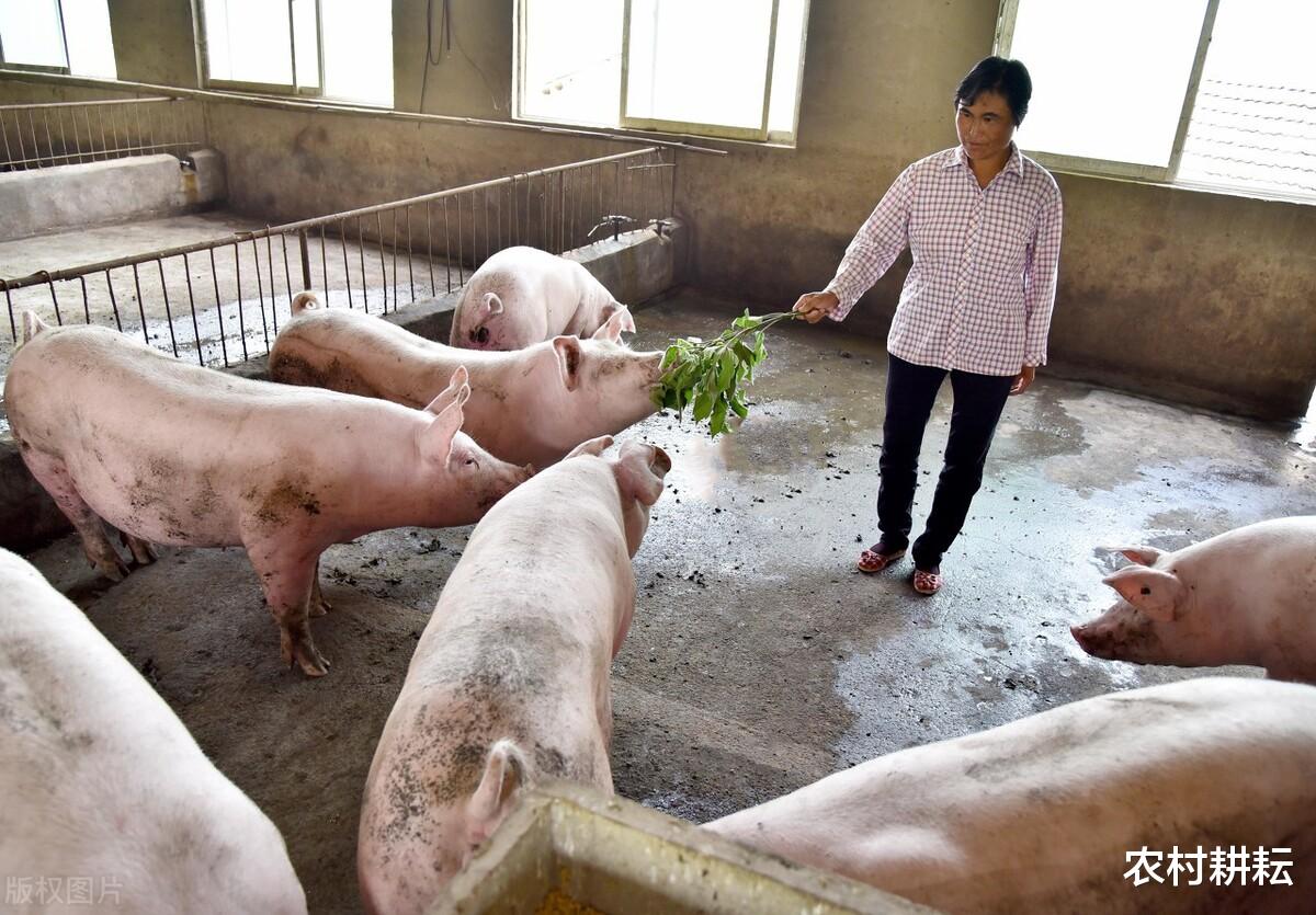 生猪价格 猪价虽止跌但上涨无望,2个消息更让养殖户无奈