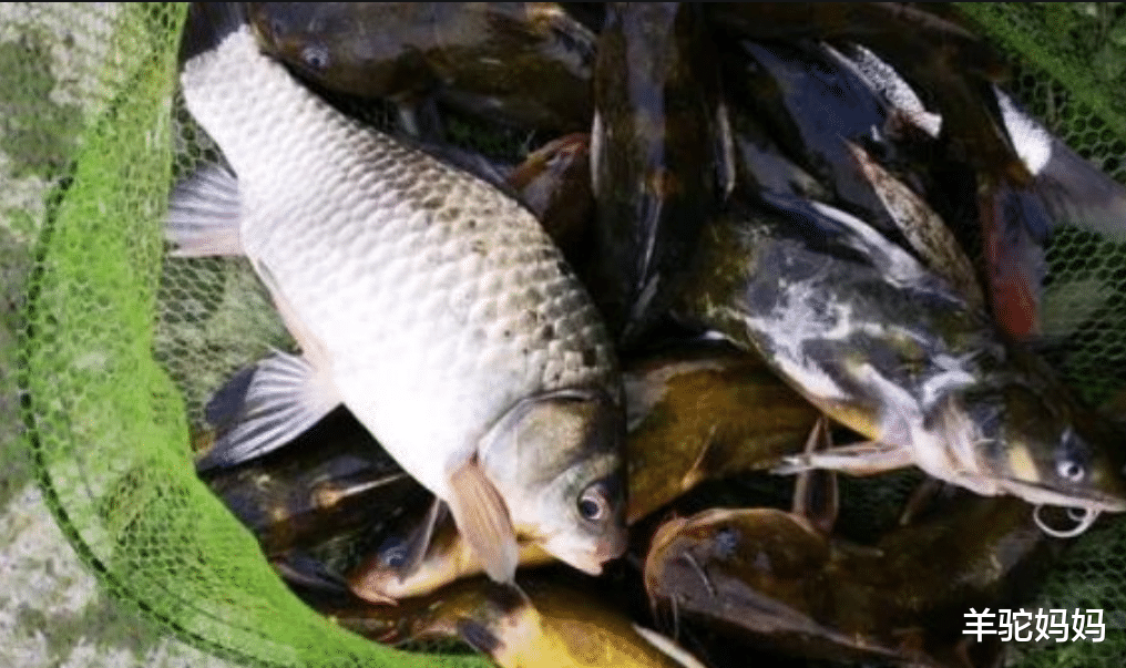 重金属|这3种鱼被“甲醛”和重金属傍身，还是家庭常备，对娃百害无一利