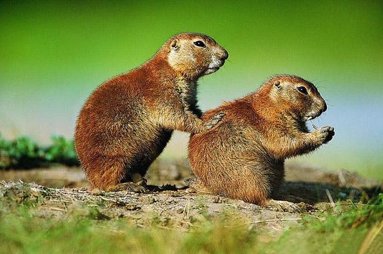 你的模样|生肖虎：做事有耐心，困境中求生存，爆发巨大潜力