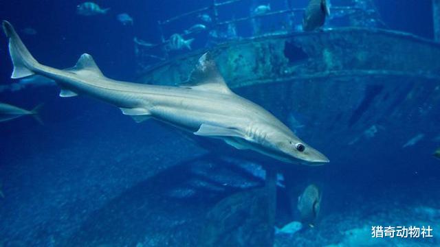 鲨鱼在繁殖期间，为何会有类似于“家暴”的行为？
