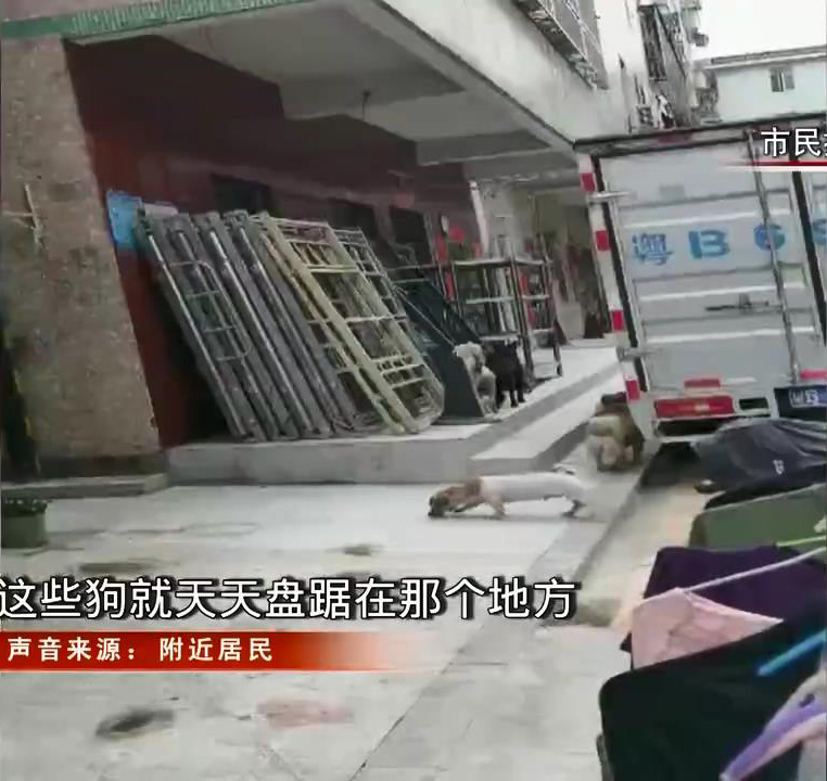 见闻深圳 深圳坑梓数十只流浪狗扎堆“逛街”，场面令人担忧，执法队回应来