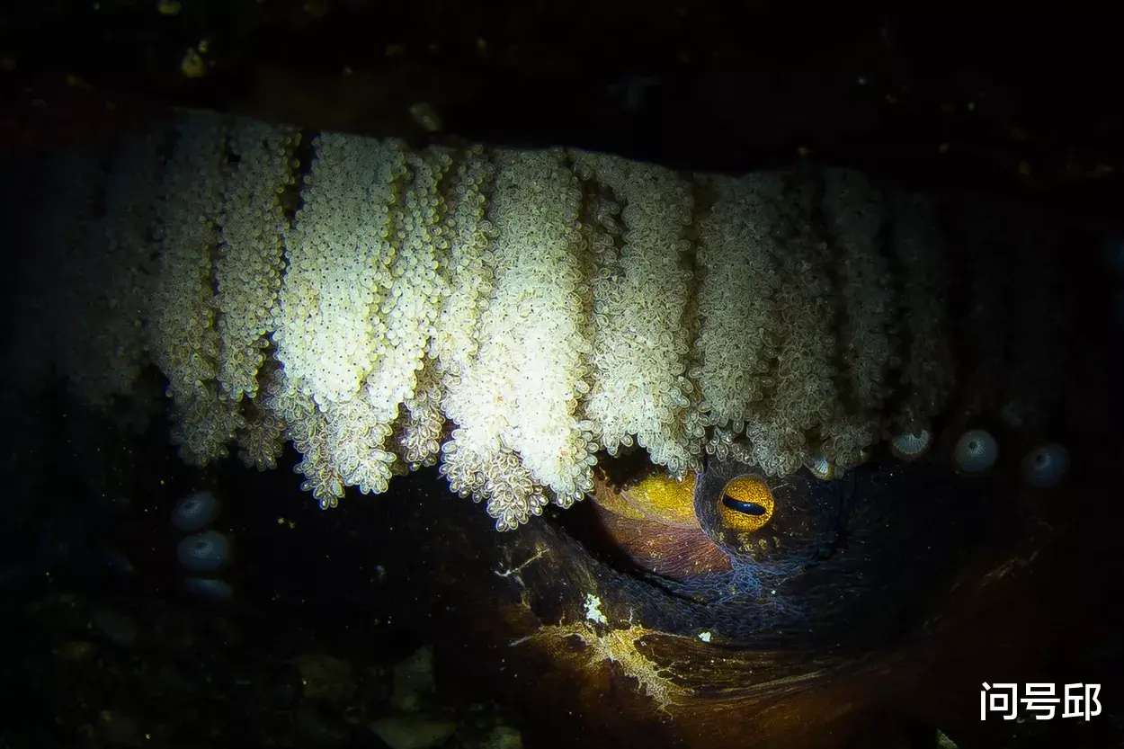 吉安 巨型章鱼不仅以鲨鱼和同类为食，而且反过来也成为猎物们的猎物