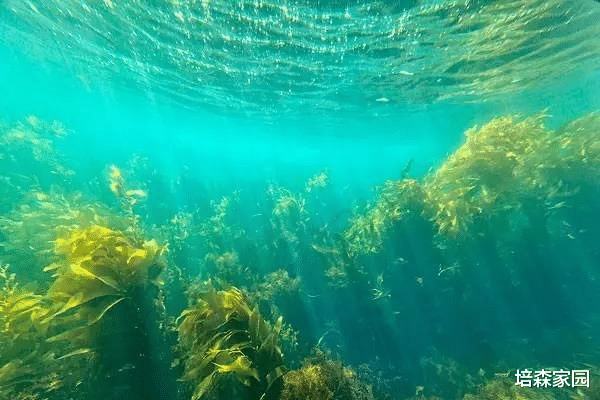 沙漠玫瑰 蓝碳计划：海藻占据重要地位！