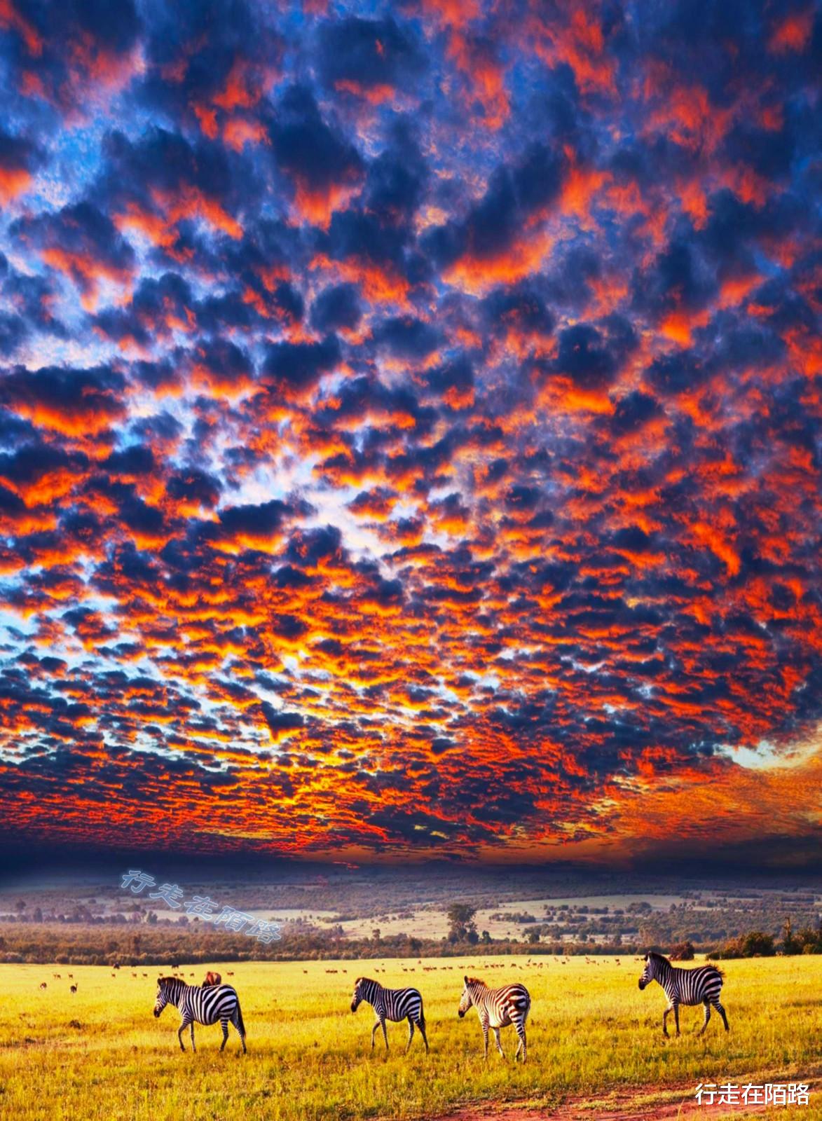 火箭队 “平底锅计划”：中国人远赴非洲治沙，中国游客被特殊照顾