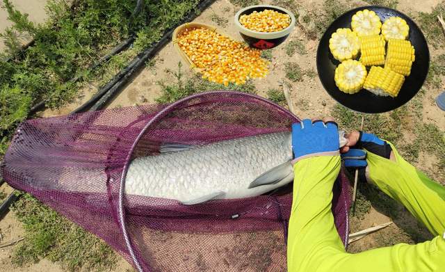 |钓鱼旺季！用嫩玉米挂钩，再配合带漂远投的手法，助你成就大鱼梦