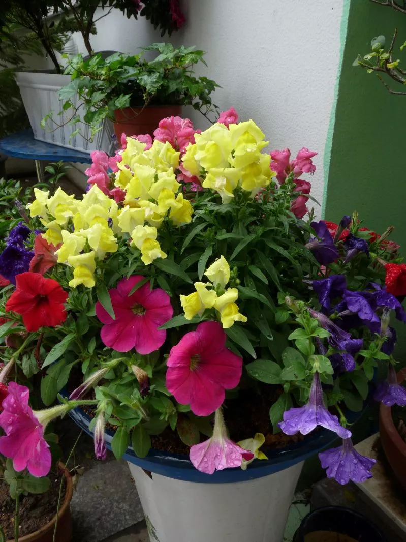 阳台花园，美！美！美！