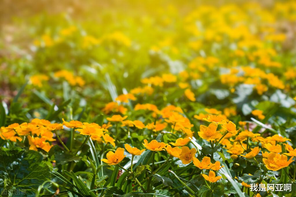 我是阿亚啊 事实上,那些真正见过世面的人,往往不会做这些事