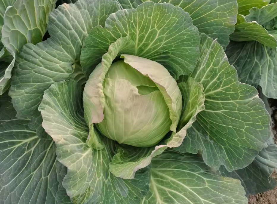 白菜|冬天吃鱼吃肉不如吃它! 连吃15天, 消化好, 血压降, 腿脚有劲!