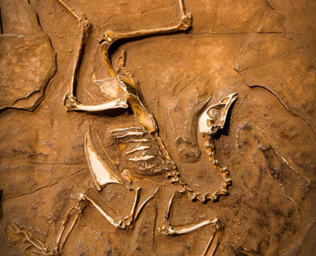 若6500万年前恐龙没有灭绝,存活至今,人类可能会面临何等困境?