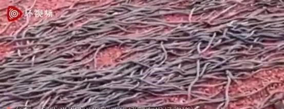 梓琪育儿说|太可怕!台东一小学操场出现大量蚯蚓,然而师生见怪不怪