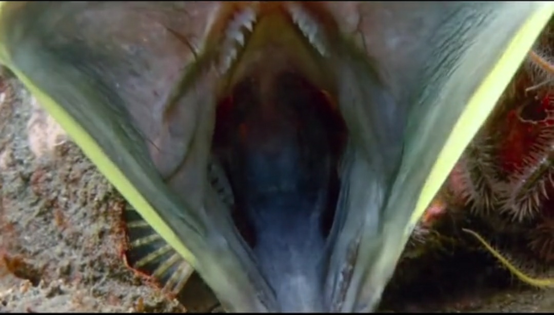 盗窃案 隐藏在深海中最凶残、狠毒的六种海洋生物！