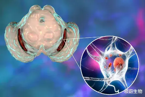 《PNAS》重磅:NK细胞不但能防癌,还能阻止帕金森病恶化