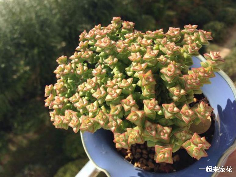 人见人爱的多肉小米星,11月做好4件事,轻松爆盆红艳艳