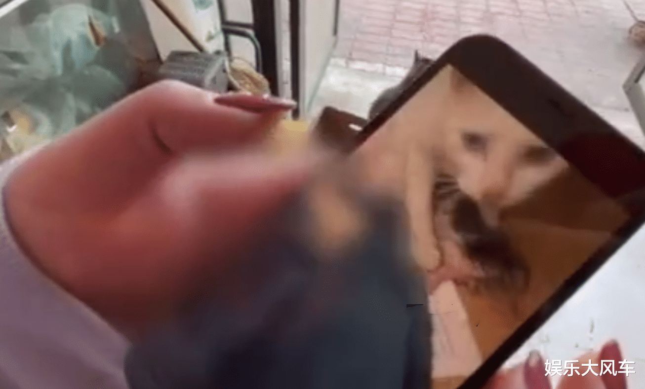 当家主母|《当家主母》报案后再翻车？声明未见公章，网友：公猫也能怀孕？